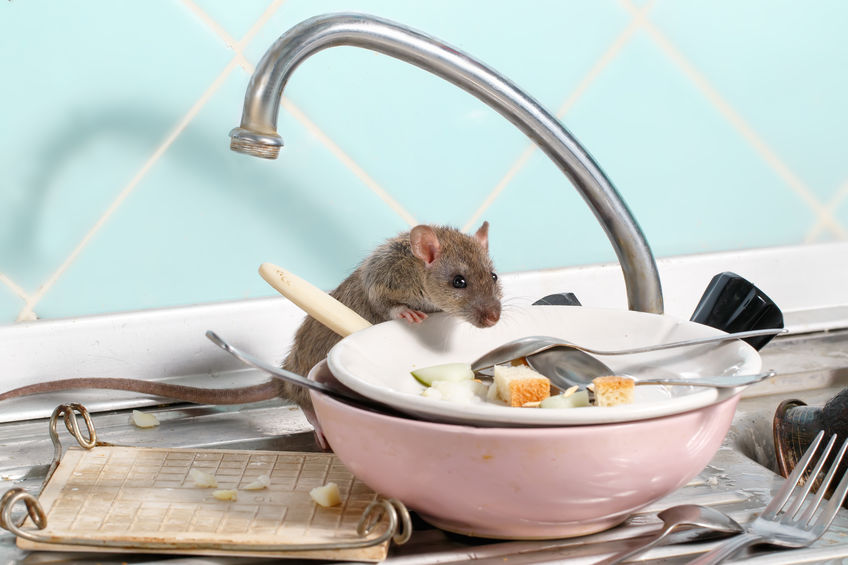 How To Get Rid Of Mice In CO  Mouse Control Tips & Methods
